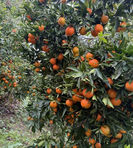 ktima arachthosfood 1 1