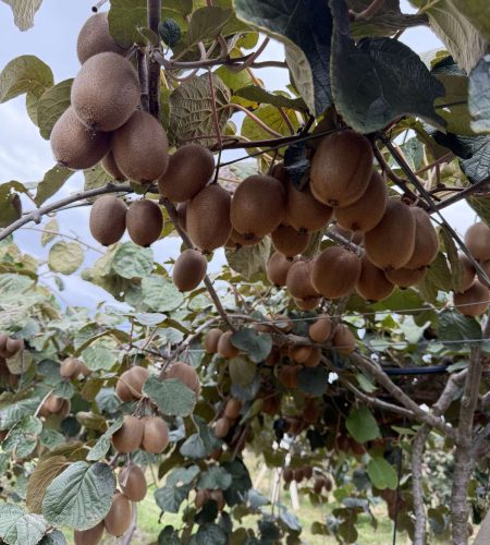 ktima arachthosfood 1 2